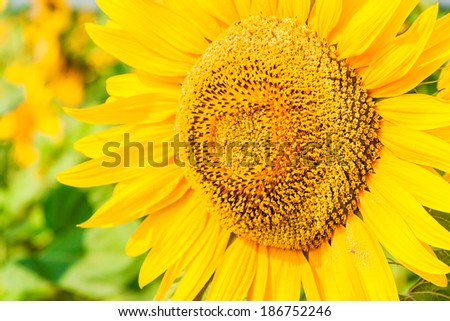 Flower of sunflower close-up on a background field of sunflowers