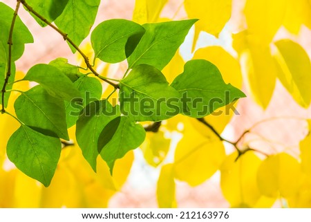 Green leaves of lilac on a background of yellow pear leaves on a sunny autumn day