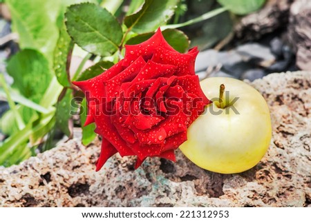 Red rose with drops of water and yellow apple on a stone in autumn day. Focus on flower roses