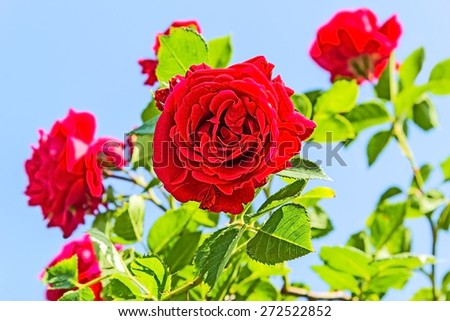Red climbing roses against a blue sky, backlit. Selective focus