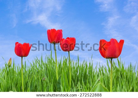 Four red tulips and green grass on blue sky background with white clouds. Selective focus