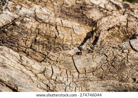 Natural wooden texture of the old stump, macro. Selective focus