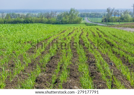Field with green shoots of spring wheat, the road and the forest belt