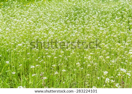 Lawn, overgrown with shepherd\'s purse on a spring day