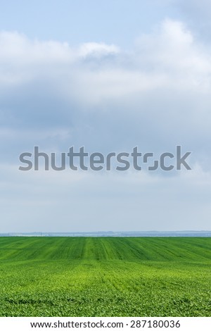 Green field with shoots of spring wheat on a spring day against the sky