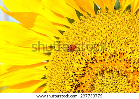 Red ladybird on a sunny yellow sunflower, macro