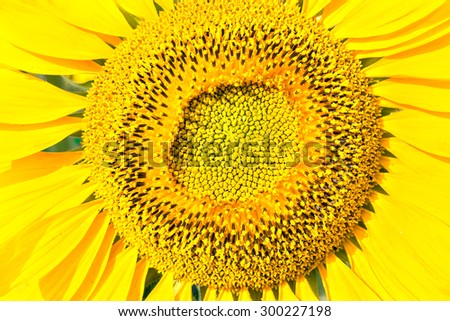 Sunny flower beautiful yellow sunflower, close up