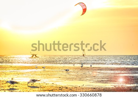 Gulls on the beach against the sea and the golden sunset, backlit