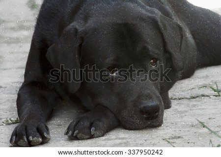 Sad black labrador-retriever lays and waits for the host in snowfall, close-up. Selective focus