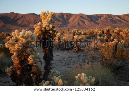 Cholla Cactus at Sunrise