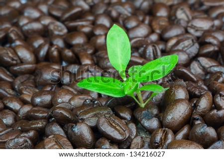 Small plant growing up from coffee beans pile