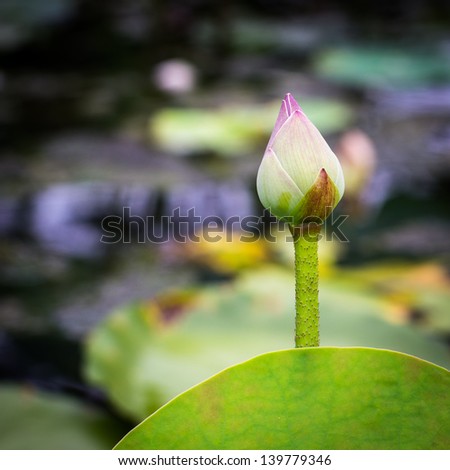 Single water lily growing and standing from the pond with defocus background