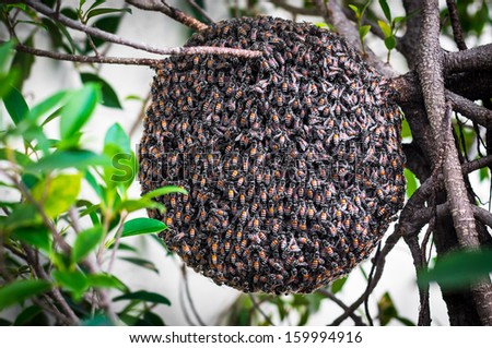 Honeybee swarm hanging on small branch of tree