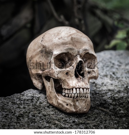 Still life,  human skull on the rock