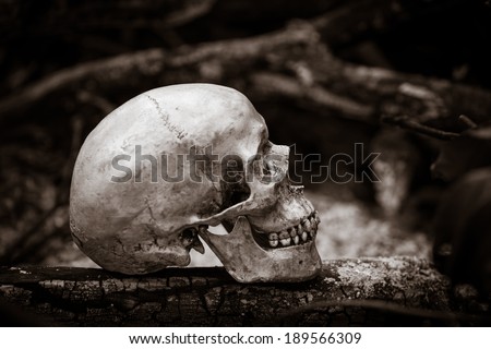 Still life with human skull on ashes in the forest
