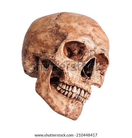 Side view of human skull o on isolated white background