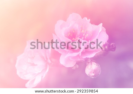 Dreamy image of soft pink peach blossoms on light pink tone background