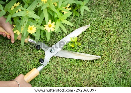 hands hold the gardening scissors on green grass cutting the plant