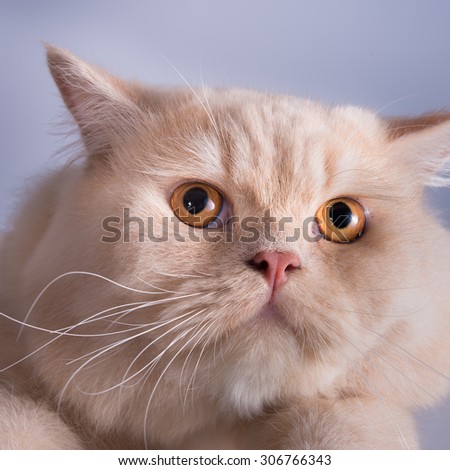 Close-up photo of a brown kitten looking up,  Studio shot. Shallow depth of field. Focus on eyes. Extreme close-up.