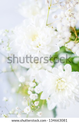 White Chrysanthemums in a Light bouquet on a blue background
