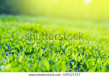 Close up of Field Grass in sun rays