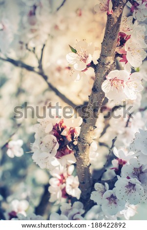 White Flowers of Cherry, Spring Blossoming, nature background, image toned in pastel colors