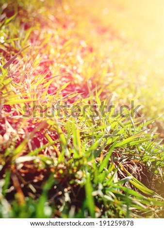 Close up of Field Grass in  sunshine,  light effect, toning