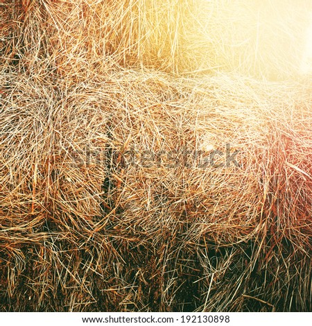 Harvest of hay stacked in spiral, morning sun shining