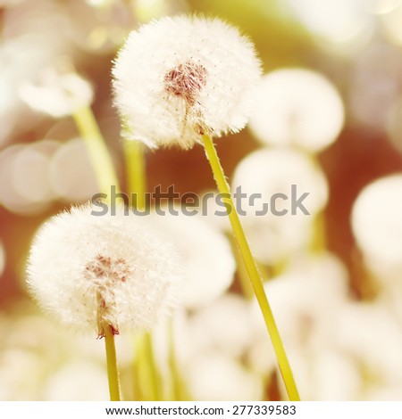Dandelion on the meadow in sunlight. Close up of Dandelion with pastel color and shallow focus. Toned