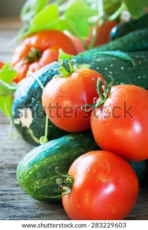 Group of Fresh Vegetable on a Wooden Background. Tomato, Vegetable Marrow, Cucumber. Nature Bio Style