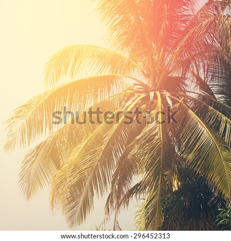 Leaves of Palm Trees in Sun Light, Background Toned under Retro. Holiday Travel Card