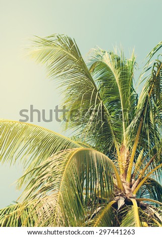 Tropical Palm Tree lit by the Sun on Beach. Toned Background under Retro for Travel Design. Holiday Card