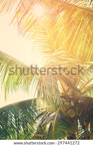 Tropical Palm Tree through Leaf Passes Sun. Effect faded retro photo. Retro filtered Background