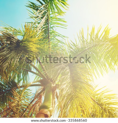 Leaves of Palm Trees in Sun Light. Natural Background for Holiday Travel Card. Toned