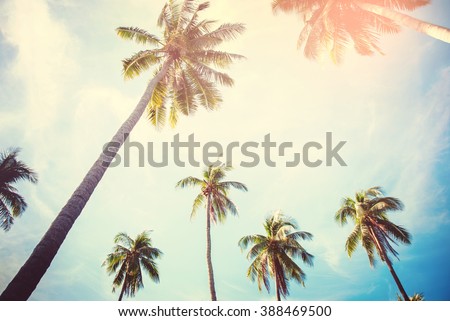 Palm Trees Against Blue Sky Toned Effect Nature Landscape Tropical Background Holiday Travel Design View Up