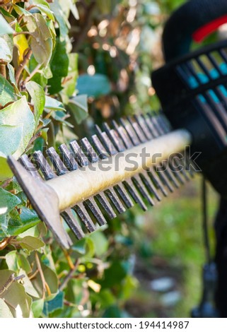 Using a hedge trimmer to trim the bushes