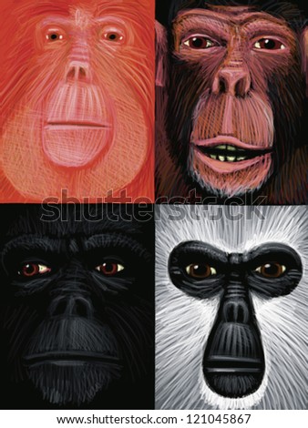 illustration of Apes