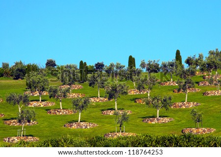 A group of well groomed Olive trees on a grassy hill in New Zealand.