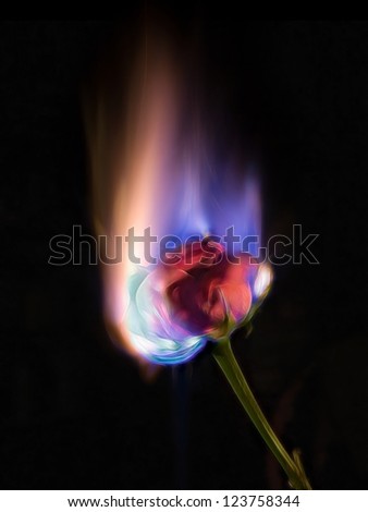 Rose in a cold flame.