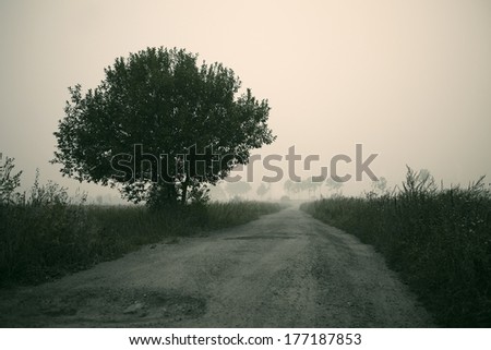 Gloomy misty morning and the road