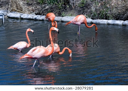 flock of flamingos play in the water at the zoo