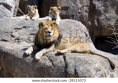 a large male lion and his 2 cubs sit and wait on pride rock