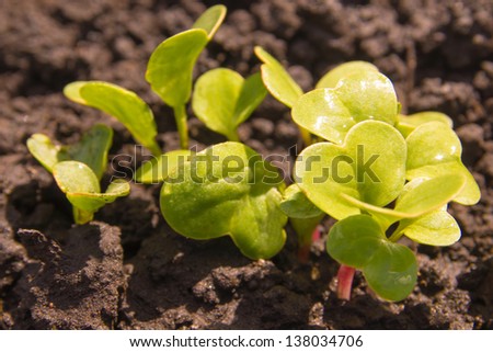 Young green sprouts (plants) on soil (earth, patch). Close up horizontal image. Agriculture, spring, new life and hope concept.