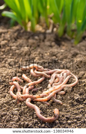 Earthworms group on earth patch close up. Agriculture or fishing concept.