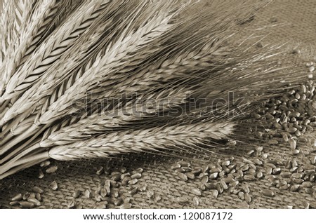 Wheat grains and ears with rustic background