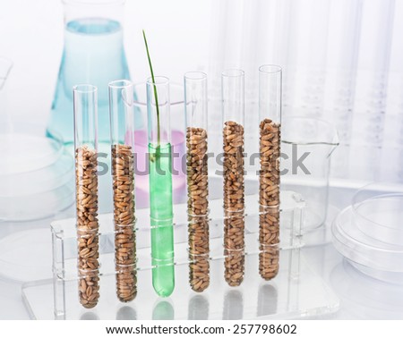 Genetically modified wheat. Wheat seedlings growing inside of test tube