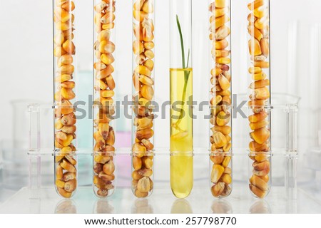 Genetically modified corn. Corn seedlings growing inside of test tube