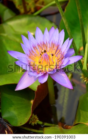 Purple Lotus,Purple water lilly in the pond