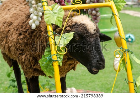 Close up of sheep face in garden