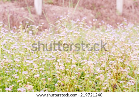 meadow and flower in natural park in vintage style